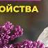 Что Лечит СИРЕНЬ Применение Сирени в Народной Медицине