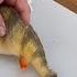 How To Clean A Perch Quick Easy And No Mess