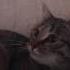 КОШАЧЬЯ ДИСКОТЕКА ОЧЕНЬ ВЕСЕЛО дискотека туса котик милота
