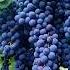 Blueberries The Tiny Superfood With Big Benefits