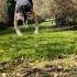 Running With The Wolves Expression Quadrobist Quads Quadrobics Therian Fyp Alterhuman