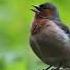 Зяблик Fringilla Coelebs песня Common Chaffinch Song