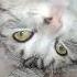 КОТИК МОТИК ДИКАЯ ЛЬВИЦА