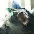 Прохождение The Last Guardian 1 Привет Трико Последний Хранитель PS4 Pro