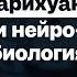 Каннабис Конопля Марихуана вокруг чего столько споров Нейробиолог Владимир Алипов