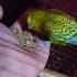 Habibi Bird