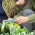 Villagers Come To Help Grow Vegetables Take Care Of Animals