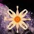 Etherwood Dahlia Official Video