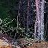 What GUESTS Were In The DUGOUT NIGHT In The FOREST With Unexpected Neighbors