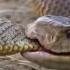 Mulga Ruthless Snake Slayer Huge And Incredibly Dangerous