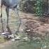 CROCODILE VS DEER Trapped In A Shallow River A Deer Is Unaware That A Crocodile Is Stalking It