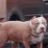 Американский Булли Shorts Pitbulls Bully питбуль булли рек кими втопы топ хочуврек муса