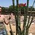 Fouquieria Splendens Ocotillo Amazing Medical Plant Of The Southwest