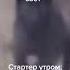 Собака стартер