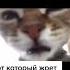 мем кот Shorts смех кот комедия