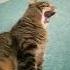 Cat Marsik Game