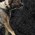 How To Make A Dog More Confident Working With Viorel Scinteie