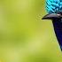 The Most Colorful Birds In The World Breathtaking Nature Wonderful Birds Songs Stress Relief