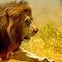 LIFE OF SAVANNAH Apex Predators Survive In The Heart Of Africa Nature Animal Documentary