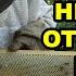 Correcting A Queenless Hive Hive Six OTS Queen Rearing With A Brood Frame S5E35 Beekeeping