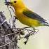 A Prothonotary Warbler Landed Right Next To My Hide