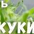 Учим попугая говорить Куки хорошая птичка
