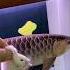 Little Mouse Vs Golden Arowana Arowanafish Goldenarowana Watch Fishtank
