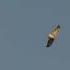 Outrun The Flames Or Feed The Sky Vultures Wildlife Wildfire