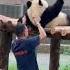 Panda S Lazy Behavior In Real Life Captured