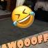 ARTICULATE DOG ACTUALLY SAYS WOOF IN ENGLISH TALKING MALAMUTE