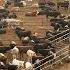 American Ranchers Raise 30 1 Million Beef Cattle This Way American Cow Farm