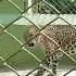 Leopard Attack Scene Inside Cage Surprise Attack Out Of Cage Emmrob1 NatGeo