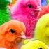 Menangkap Ayam Lucu Ayam Warna Warni Ayam Rainbow Bebek Angsa Ikan Hias Ikan Cupang Kelinci