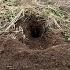 Step Down Dirt Hole Set For Coyote KILLER SET