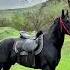 Къ Sokol Karachayhorse Horse Equestrian Stallion Karachayhorses Horseriding