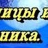 КОТЫ ВОИТЕЛИ Кленовница и Яблочник Грустная история любви