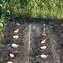 Grandma And Grandpa Grow Potatoes In The Mountain Village DOCUMENTARY