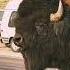The Sound Of The American Bison Shorts