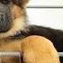 New Funniest Cutest German Shepherd Videos Puppy Videos 2024