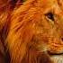 Lion Mentality Motivation Inspirational Motivationalshorts Lionmentality