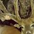 WORLD RECORD WHITETAIL FRAME BRACE YOURSELF