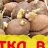 ДЛЯ ВКУСНОГО КАРТОФЕЛЯ ОБРАБОТАЙТЕ КЛУБНИ ПЕРЕД ПОСАДКОЙ и получите большой урожай ПРОЩЕ ПРОСТОГО