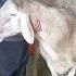 Атаман Shorts Arashan Gissar Sheep арашан бараны гиссар овцы Goat кавказ Sheepfarm