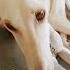 Fixing Sahara S Beautiful Ear Doglover Saluki Life In KSA