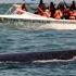 Whale Watching Tour In Uvita Costa Rica