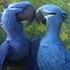 Rio 2 Beautiful Creature S Sped Up