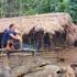 Woman Living In The Forest Raises Hundreds Of Pigs Distills Water From Corn