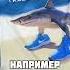 ЖЕНЩИНЕ ПОНРАВИЛСЯ БОБРИТО БАНДИТО