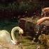 Saint Saens The Swan Le Cygne With Rain 1 Hour Study Sleep Relax