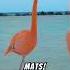 Top 3 Funny Facts About Flamingos Shorts Animals Top Naturefacts Nature